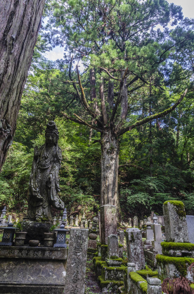 198 - Koyasan - cementerio de Okunoin